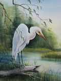 Bird Standing on Log.jpg